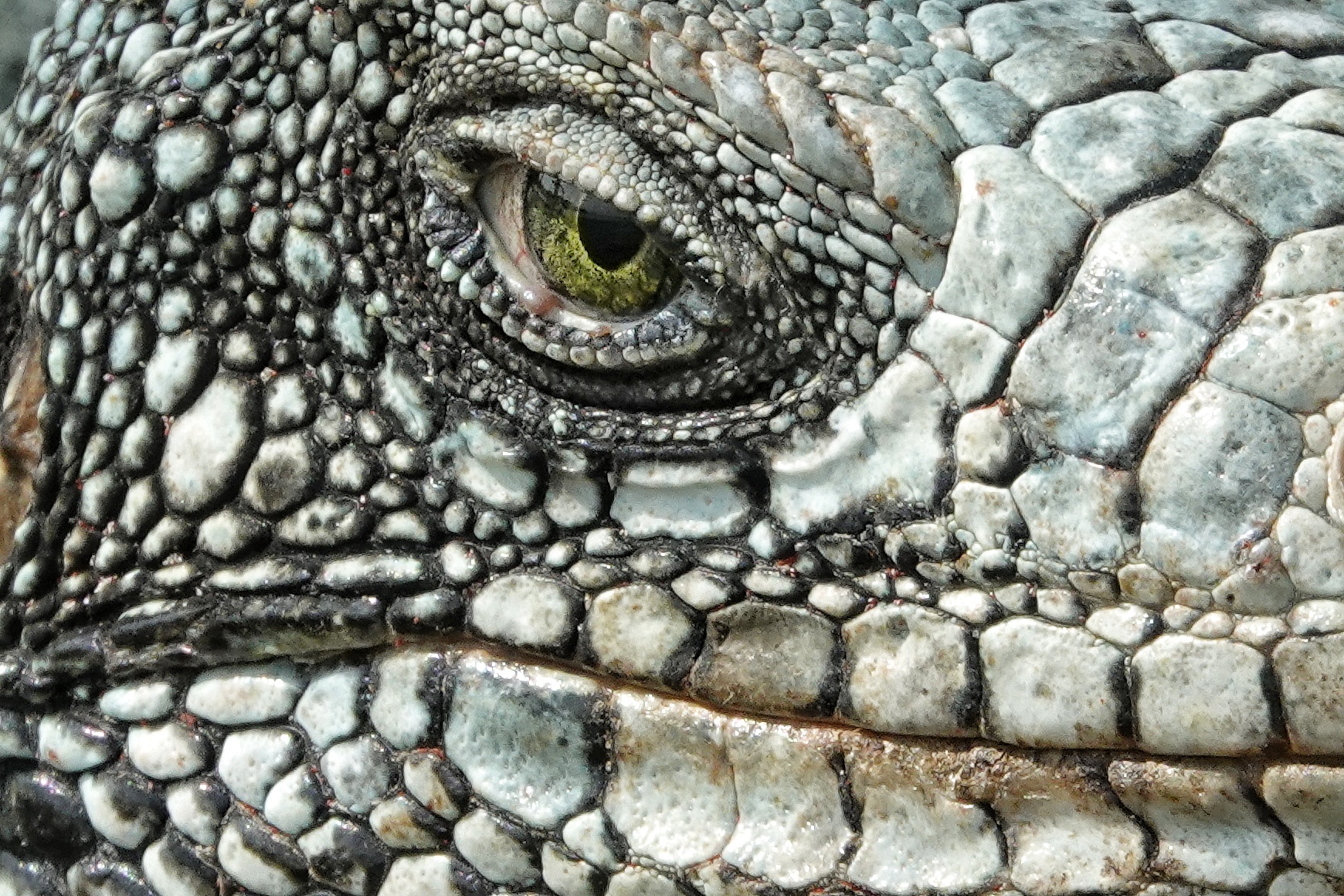 Détail d'iguane